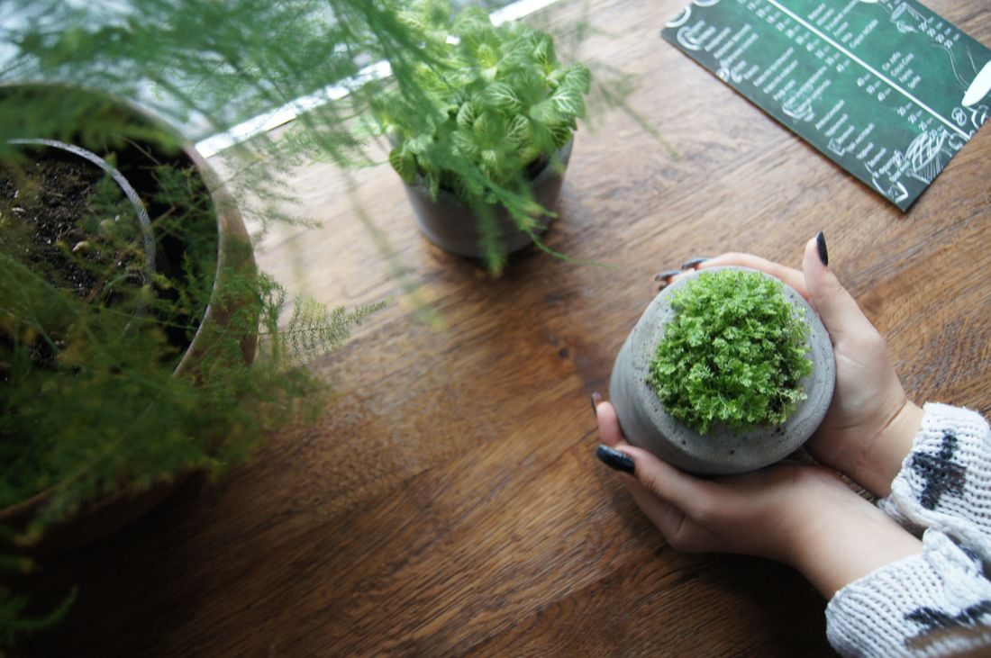 Hands gently holding a small potted plant